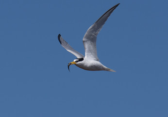 Fototapeta na wymiar Little tern, Sterna albifrons, in flight