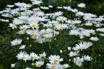 Marguerites blanches en été