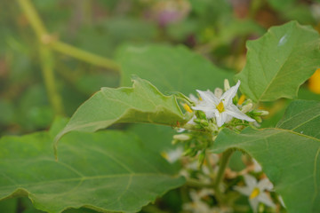Closeup Turkey berry on plant. Eggplant