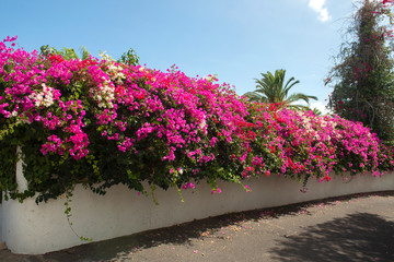 Colourful bougainvillea hedge in Puerto de la Cruz, Tenerife, Canary Islands, Spain