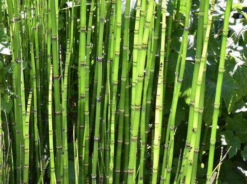 Equisetum hyemale au jardin en &eacute;t&eacute;