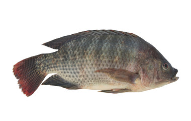 Tilapia fish isolated on white 
