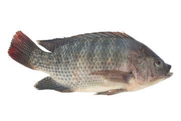 Tilapia fish isolated on white background