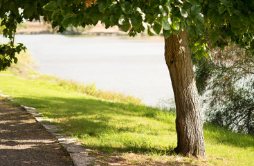 Tree in a green park on the background of the river