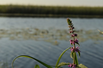 coastal flowers
