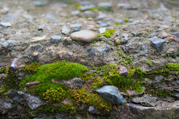 Moss on the old steps in an abandoned building. The concept of abandonment. Nature conquers the city.