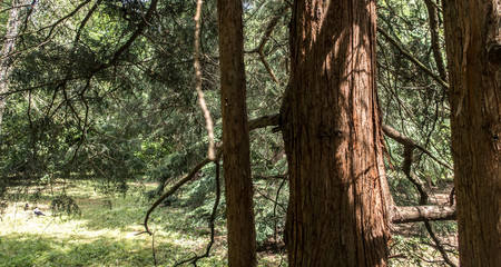 Pine scotch fir trees in coniferous forest in summer sun light
