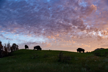 Naklejka premium Bison Silhouette at Sunrise in Theodore Roosevelt National Park 
