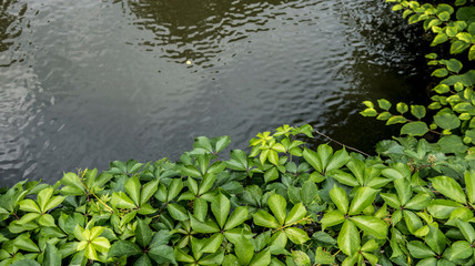 Green leaves bush plants near over a river water pond