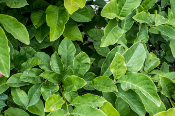  Green exotic leaves bush close up background