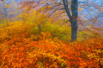 beautiful red autumn dense forest in a blue mist