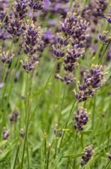 Lavender field close up in garden aromatherapy lavendula spica vertical orientation 