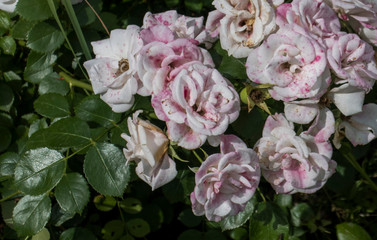 Obraz na płótnie Canvas White roses in botanical garden surrexerunt