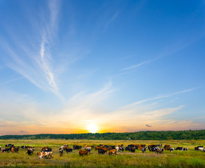 rural village landscape, cow herd graze on a pasture at the sunset