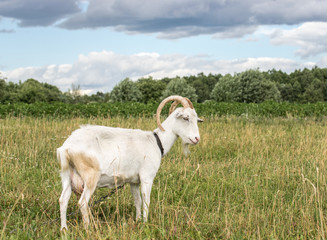 Obraz premium White goat grazing in the field on a summer day