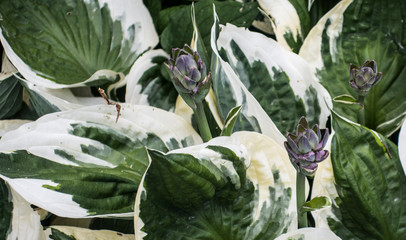 Peperomia blossoming purple flowers green white leaves in botanical exotic garden arrowroot family plants