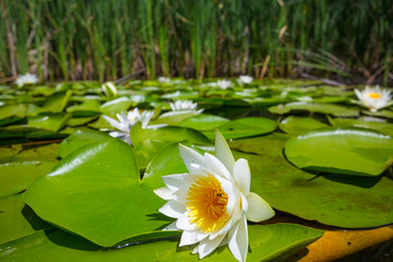 closeup white water lily on the summer river