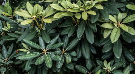 Obraz premium Green leaves of bush tree plants in summer botanical garden nature details close up organic background pattern rhododendron