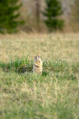gopher climbs out of his hole in a Sunny meadow