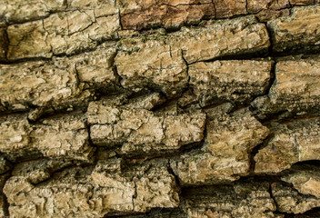 Oak mossy bark forest tree close up nature details wood background texture