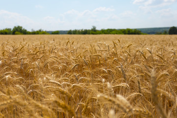 beautiful summer wheat field landscape at the summer day