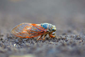 big cicada sit on the ground
