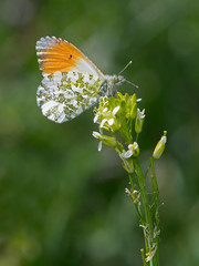 The orange tip butterfly (Anthocharis cardamines)