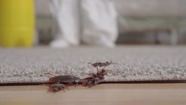 Dead beetles falling from top to floor from behind pest control doing handling slow mo