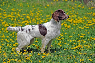 English Springer Spaniel standing in spring meadow , alert