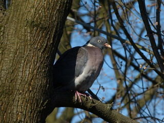 Common wood pigeon