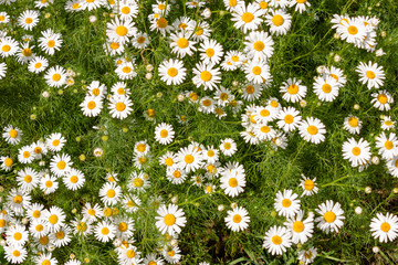 Beautiful field of wild daisies. Many colors, summer, sunny day