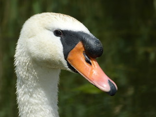 Mute swan