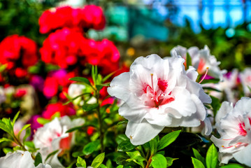 Hibuskus, Blumen, Gewächshaus  © Sina Ettmer