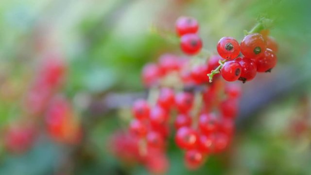 Ripe red currant berries on a branch, on a natural green background. Fruit shrub with vada. Tasty and healthy fruits. 4K UHD video