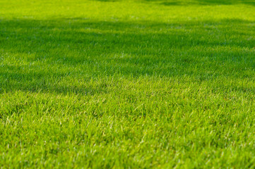 Obraz na płótnie Canvas lawn, meadow, trimmed green grass, summer sun on the grass, fresh texture