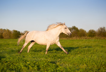 Obraz na płótnie Canvas Free horses frolic in the summer meadows
