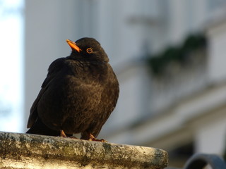 Common blackbird
