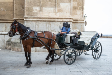 Fototapeta na wymiar Coach with one horse for tourists