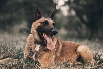 Belgian malinois is lying on the grass in the park. Nature outdoors portrait of brown dog