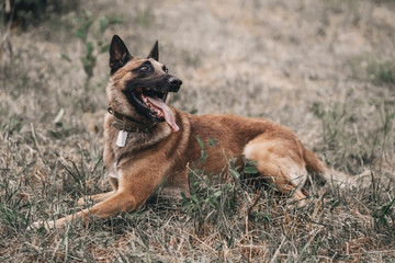 Belgian malinois is lying on the grass in the park. Nature outdoors portrait of brown dog