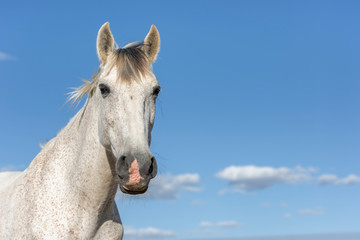 Obraz na płótnie Canvas Portrait of a white grey horse looking at camera. Blue sky. Horizontal. No people. Copyspace.