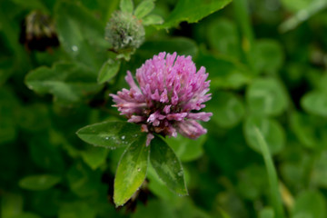 Beautiful meadow, wild flowers and bushes. Flower Bud close-up. grass, greens, plantain.