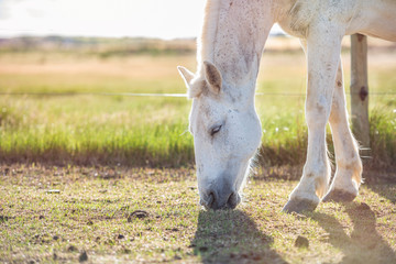 Portrait of a grey horse grazing in a meadow at sunset. Horizontal. No people. Selective focus. Copyspace.