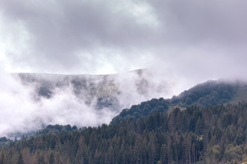 Forested mountain slope in low lying cloud, covered with the green trees in mist in a scenic landscape view.