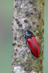 a click beetle - Ampedus sanguineus