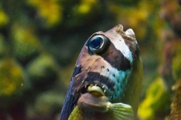 Tropical sea fish in the aquarium close up macro