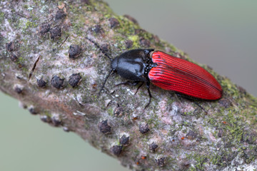 a click beetle - Ampedus sanguineus