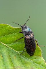 a click beetle - Selatosomus latus
