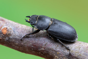 Lesser Stag Beetle - Dorcus parallelipipedus