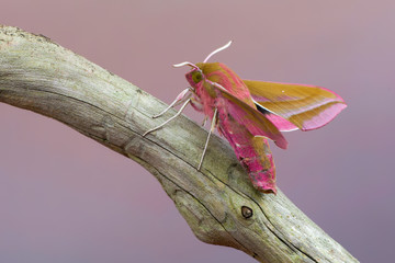 Butterfly - elephant hawk-moth - Deilephila elpenor